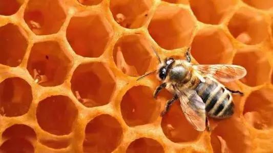 蜂蜜“纯天然、野生”就好吗？吃生蜂蜜小心中毒