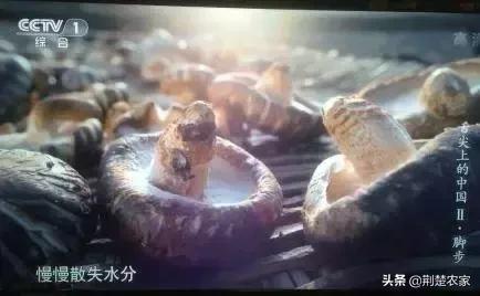 原始森林神农架小花菇，属于的山野味道，舌尖上的中国介绍的美味