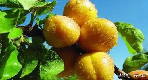 新疆瓜果地图？吐鲁番的葡萄、哈密的瓜、库尔勒的香梨……开吃